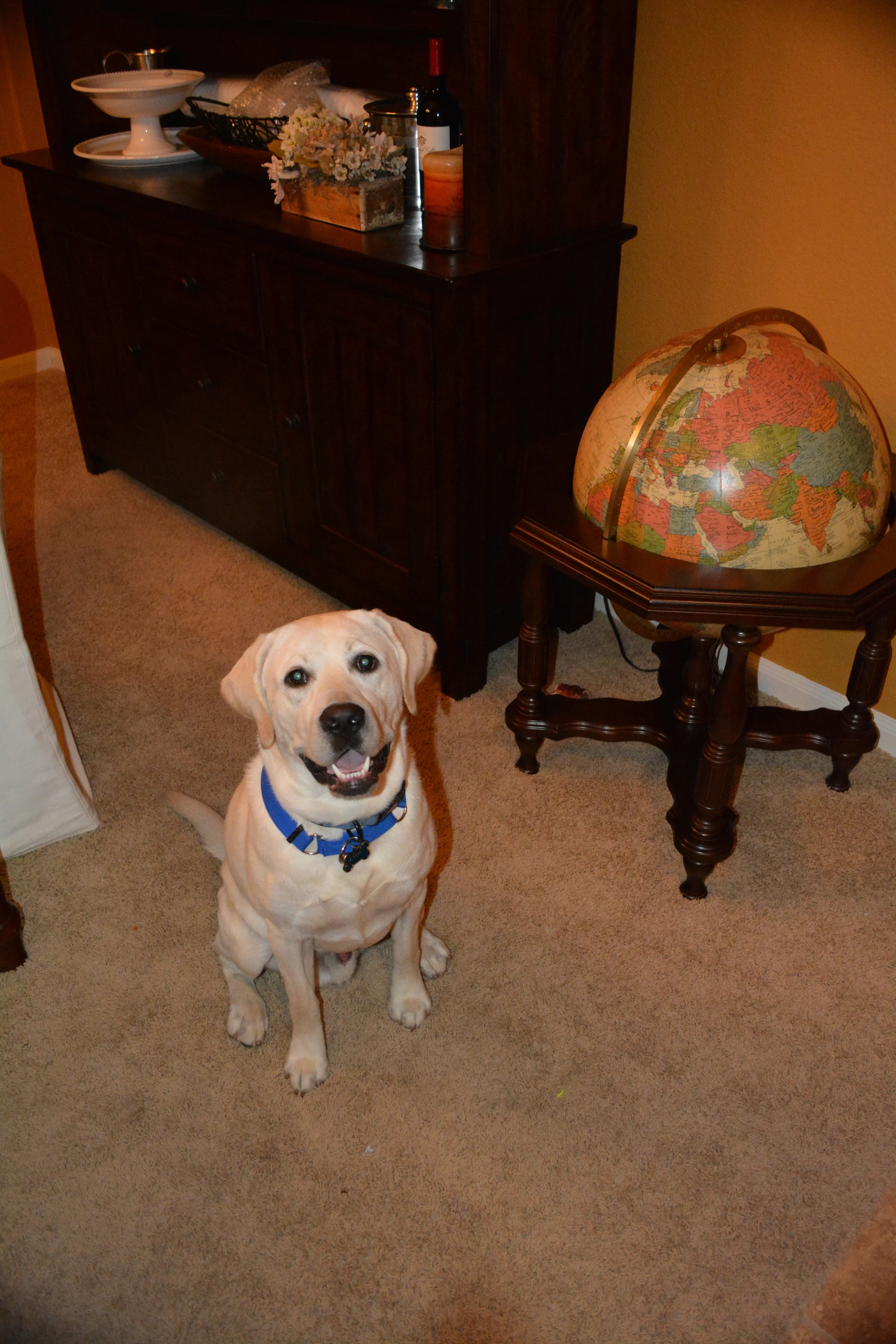 client dogs 005.jpg