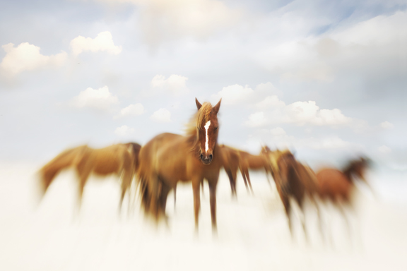 Assateaque Dreaming 2