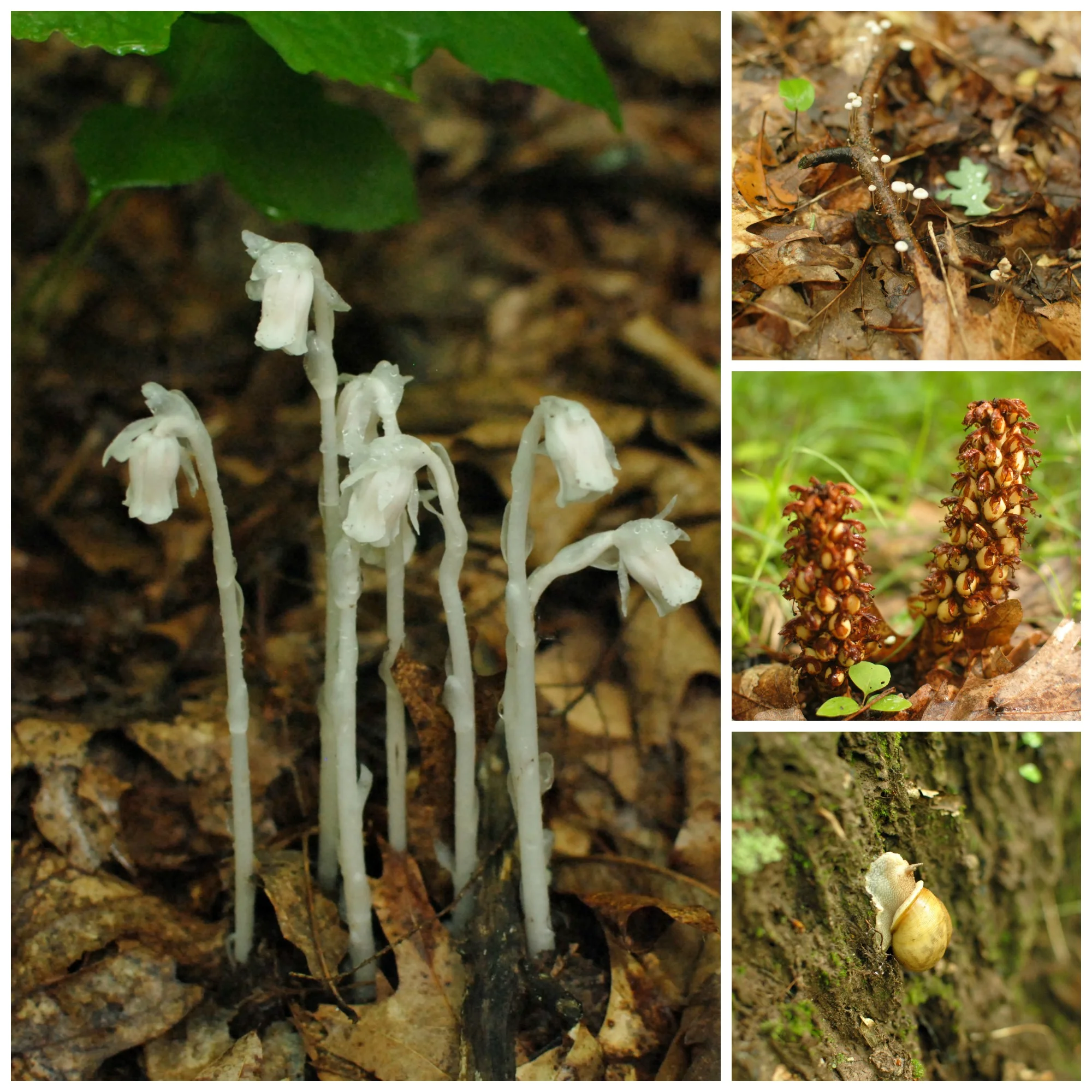 Rainy weather flora and fauna: Indian Pipes, tiny fairy mushrooms, a parasitic non-photosythensizing plant known as squaw root or bear corn among other names, and one of the many, many snails we saw over our stay.