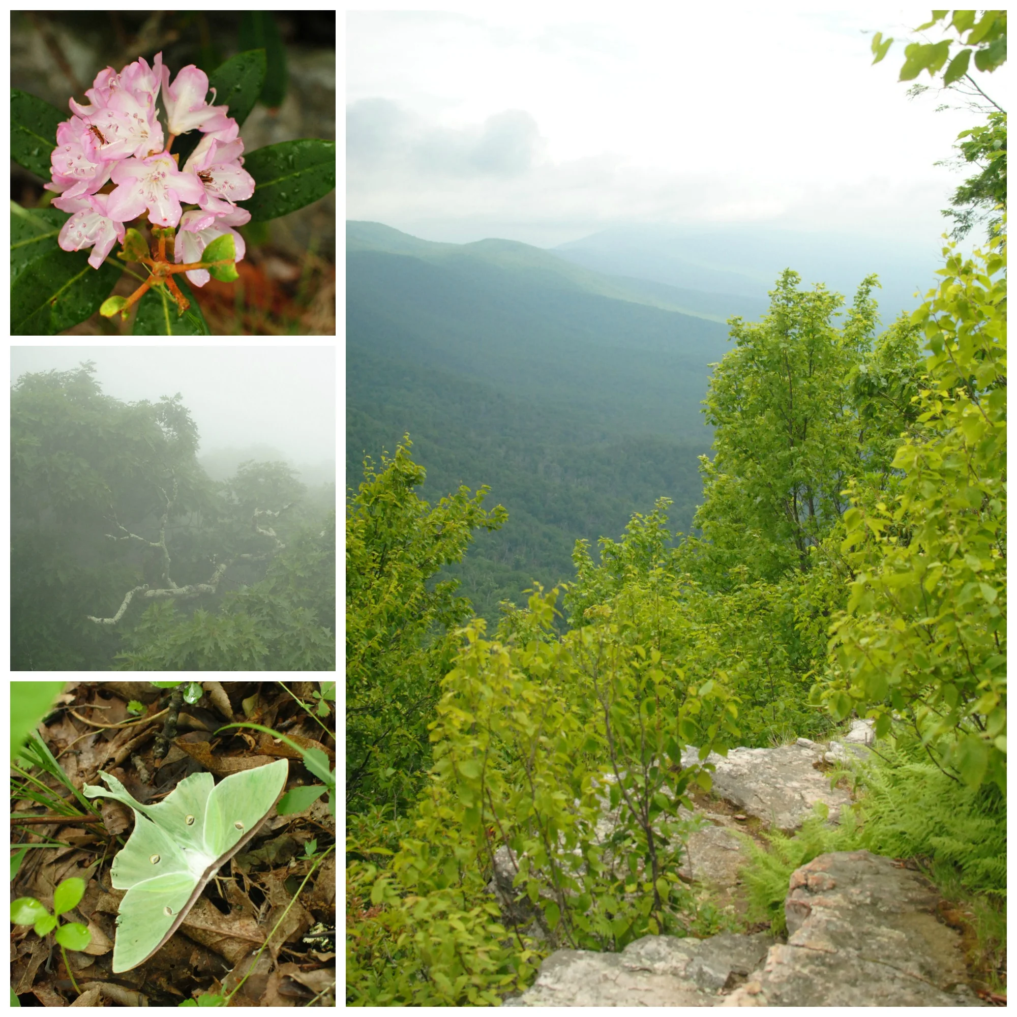 Wild rhodendrons just coming into bloom, a view of the Appalachian Trail in the distance, a luna moth we startled off a lichen-covered tree, and dense morning mist in the mountains.