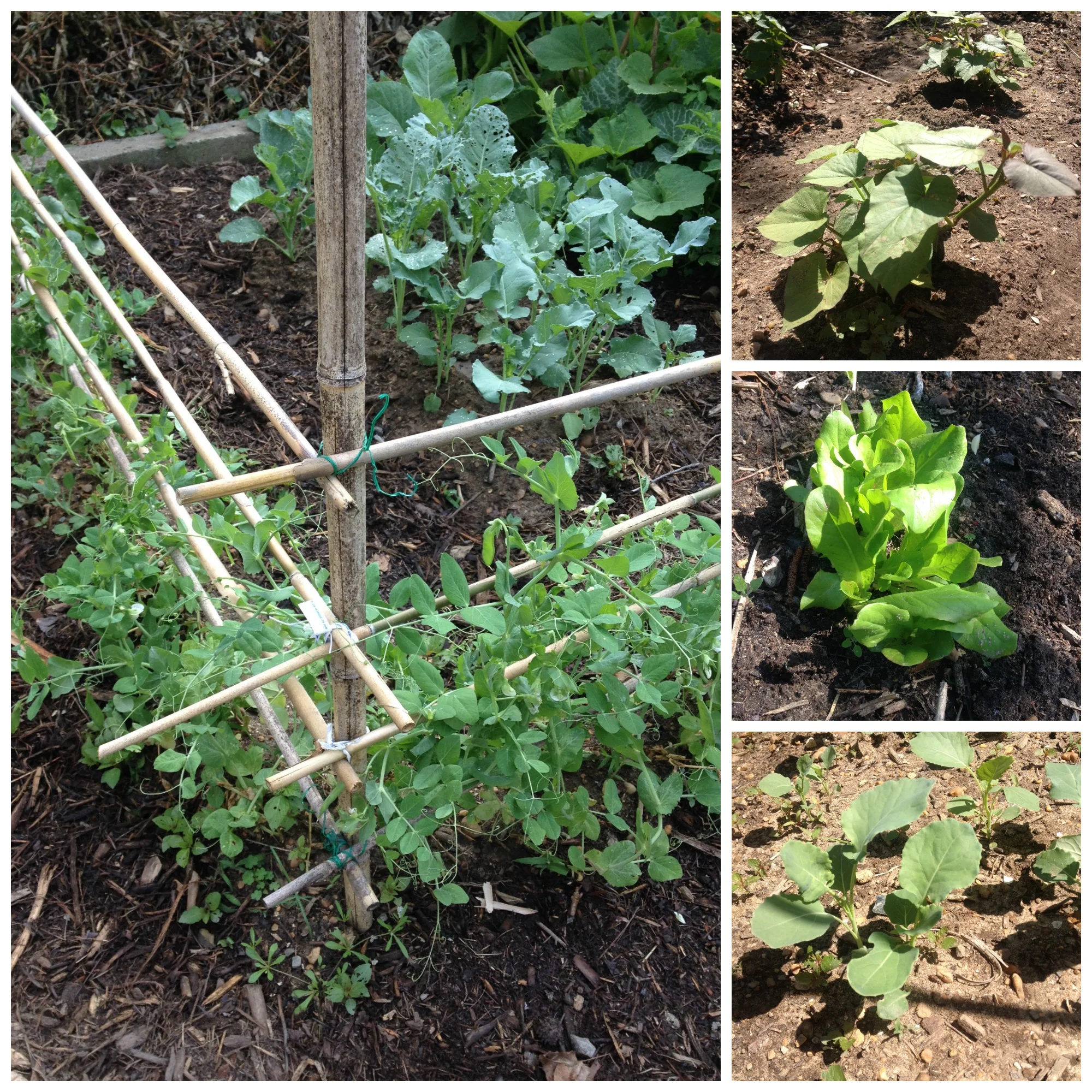 Our May garden: peas, broccoli, sweet potatoes, lettuce, and collards.