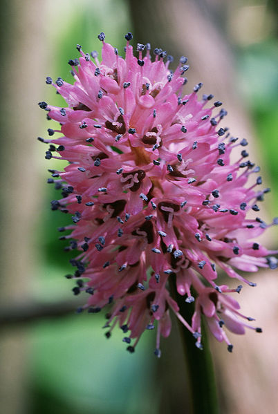 Swamp Pink photo by US Fish &amp; Wildlife Service