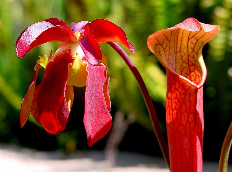 Pitcher Plant photo by Noah Elhardt