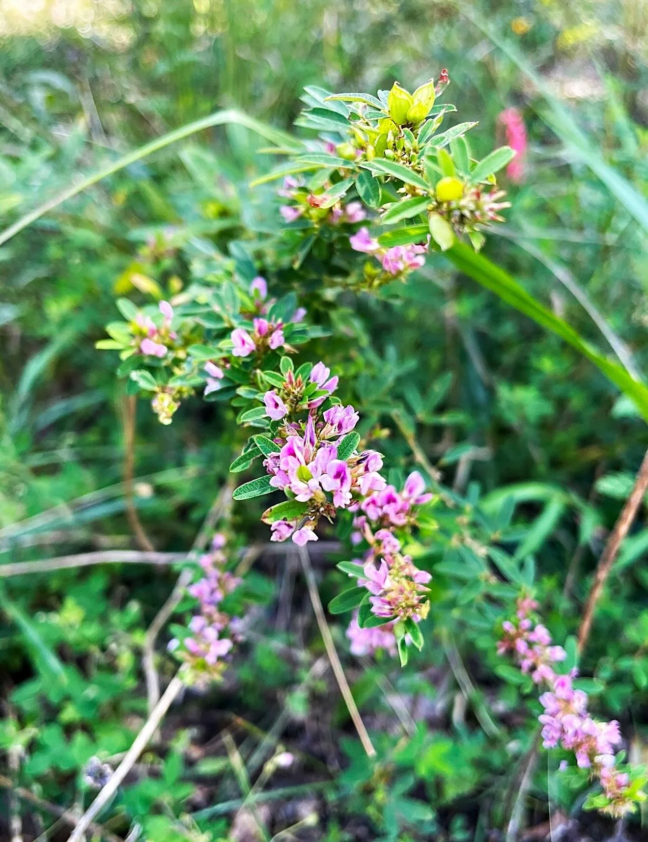 Our holiday newsletter goes out next week with one more show plus a native mini-meadow season wrap-up. 💌🎄🌻

Find the link in our bio or sign up here: https://mailchi.mp/07549dea44fc/phoenix-handcraft-newsletter-updated-sign-up