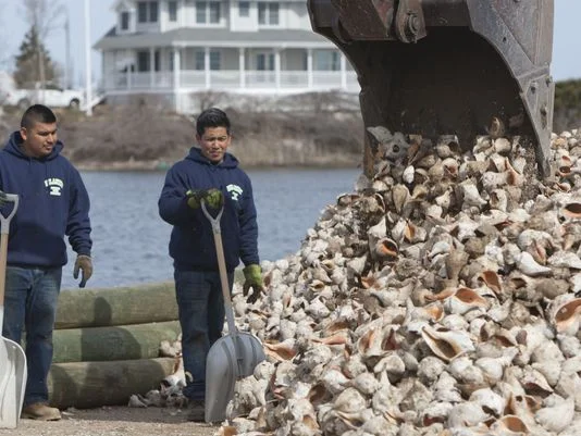 Check out @DanielRadelAPP 's article about a reef for Oysters @MUUrbanCoast @MUHawks