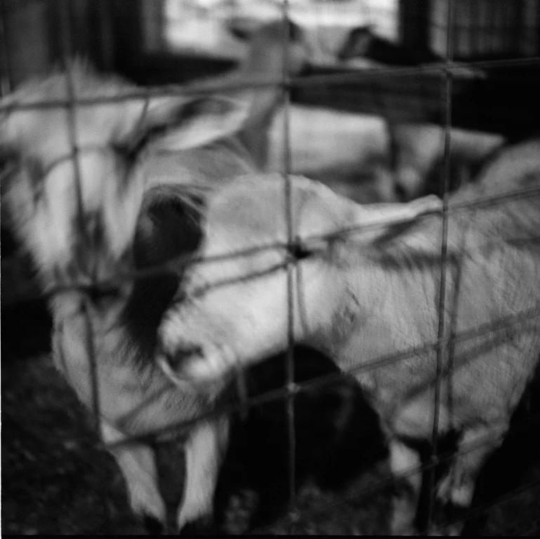 All photographs in the Marking Questions portfolio are selenium-toned silver gelatin prints, rendered by a master printer from 120 film negatives.
