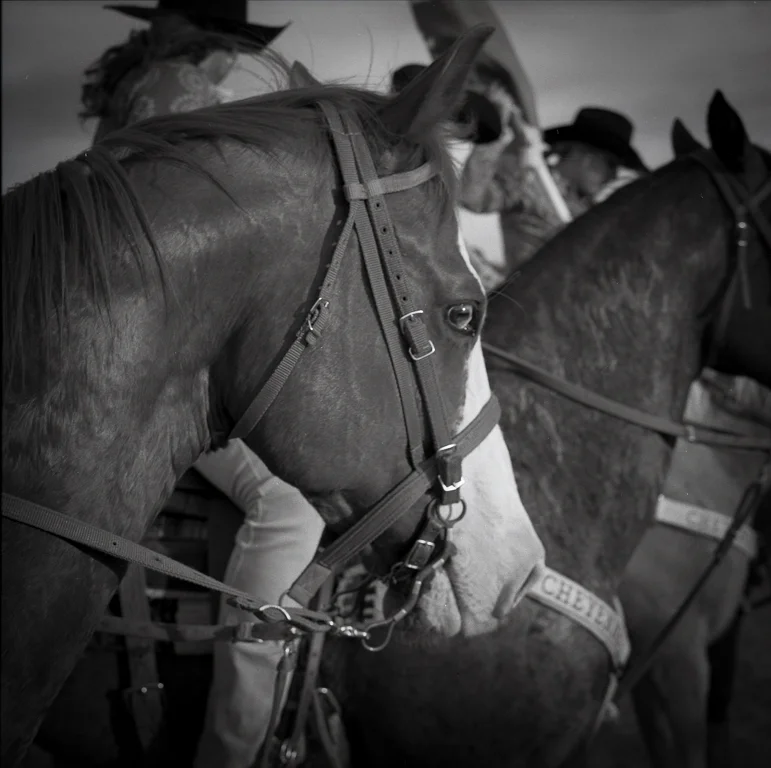 All photographs in the Marking Questions portfolio are selenium-toned silver gelatin prints, rendered by a master printer from 120 film negatives.