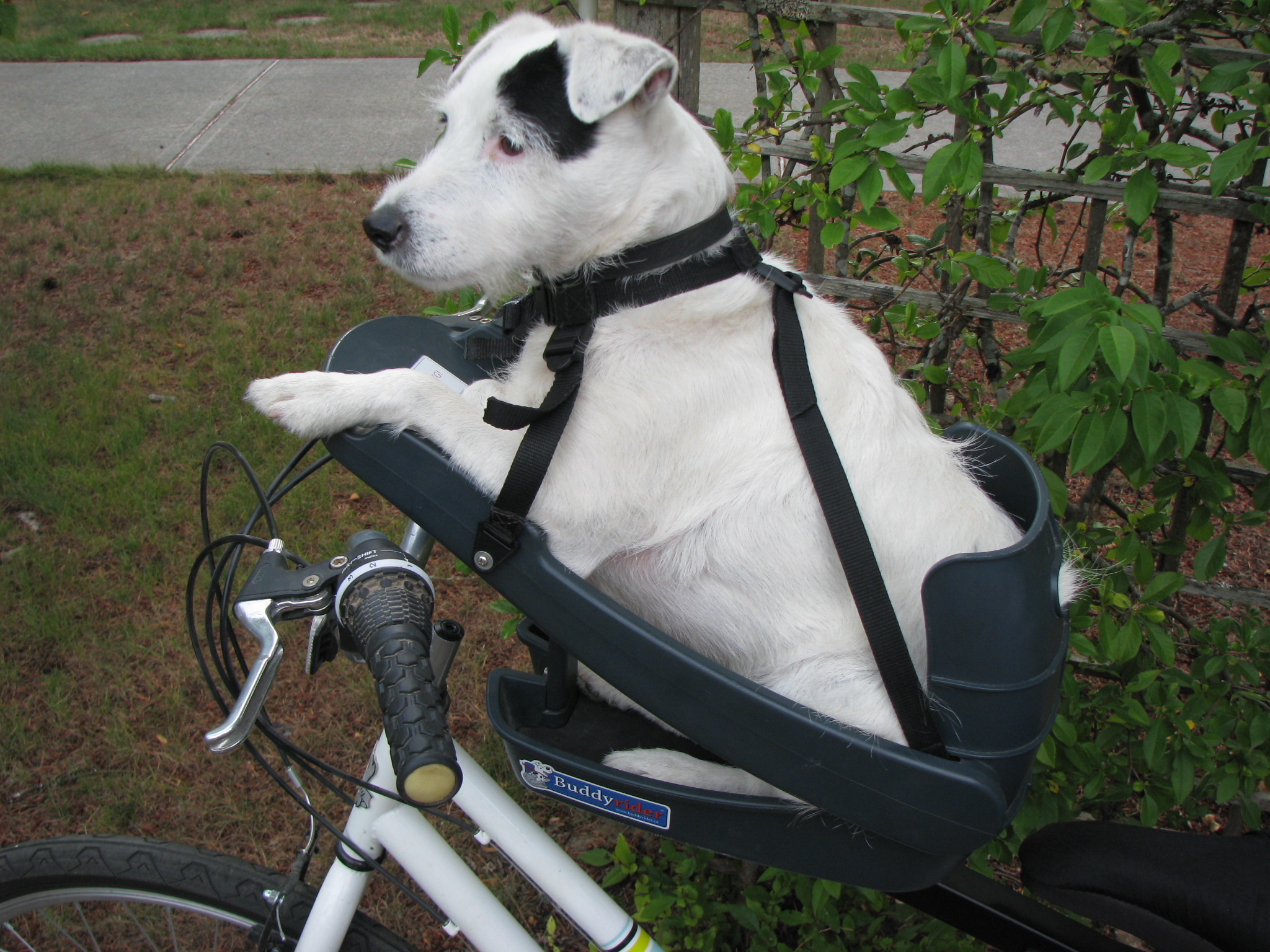 Buddy Rider Dog Bike Seat — Premium European Urban City Bicycles, Cargo Bikes, Dutch Bikes