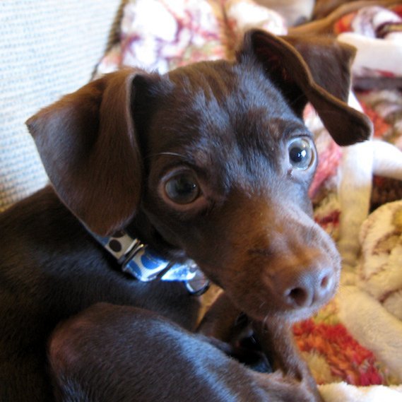 Rudy