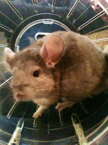 chinchilla2.jpg