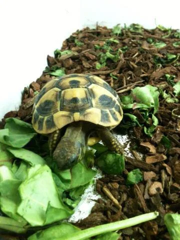 tortoise.jpg