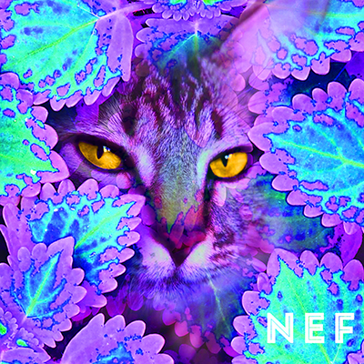 Nef (2015) Perrin Grace