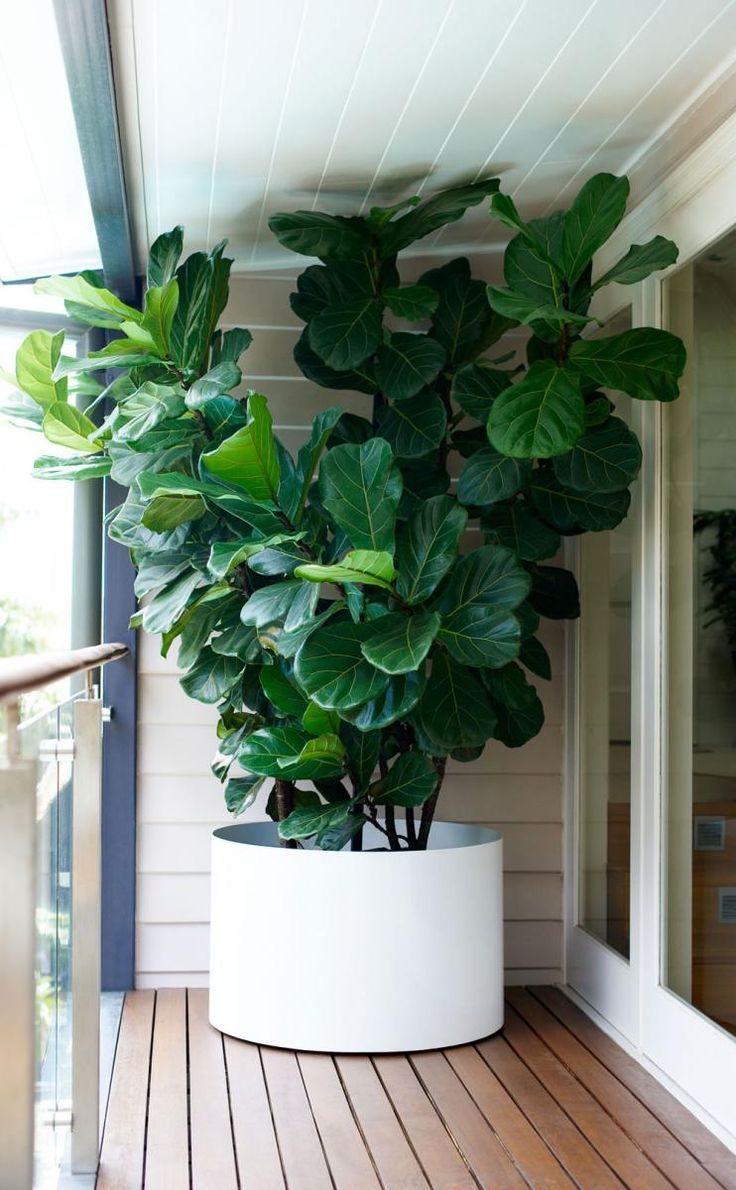 beautiful and massive fiddle leaf