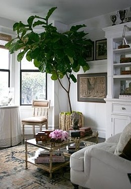fiddleleaf3.jpg