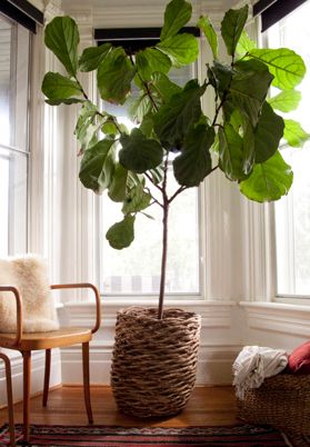 fiddleleaf4.jpg