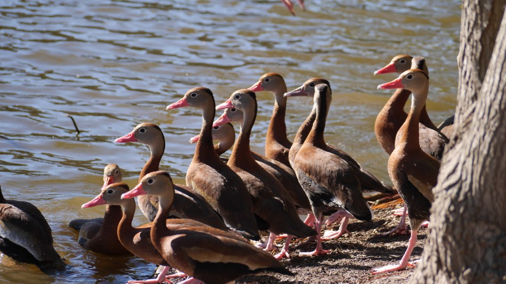 The ducks in NOLA have PINK BEAKS! Could that be cuter?