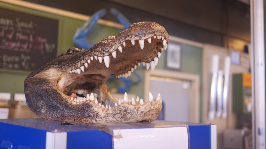 New gator friend!