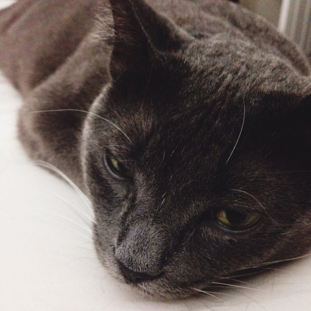 our angsty kitty