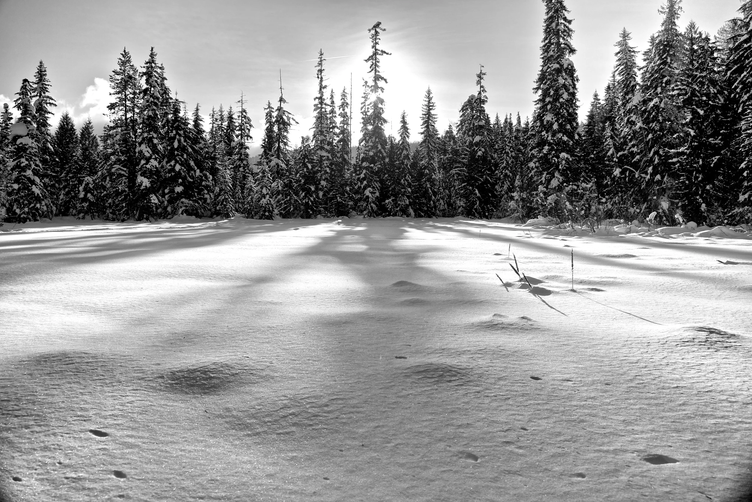 Wapinitia Meadows, Mt. Hood, Oregon 2013