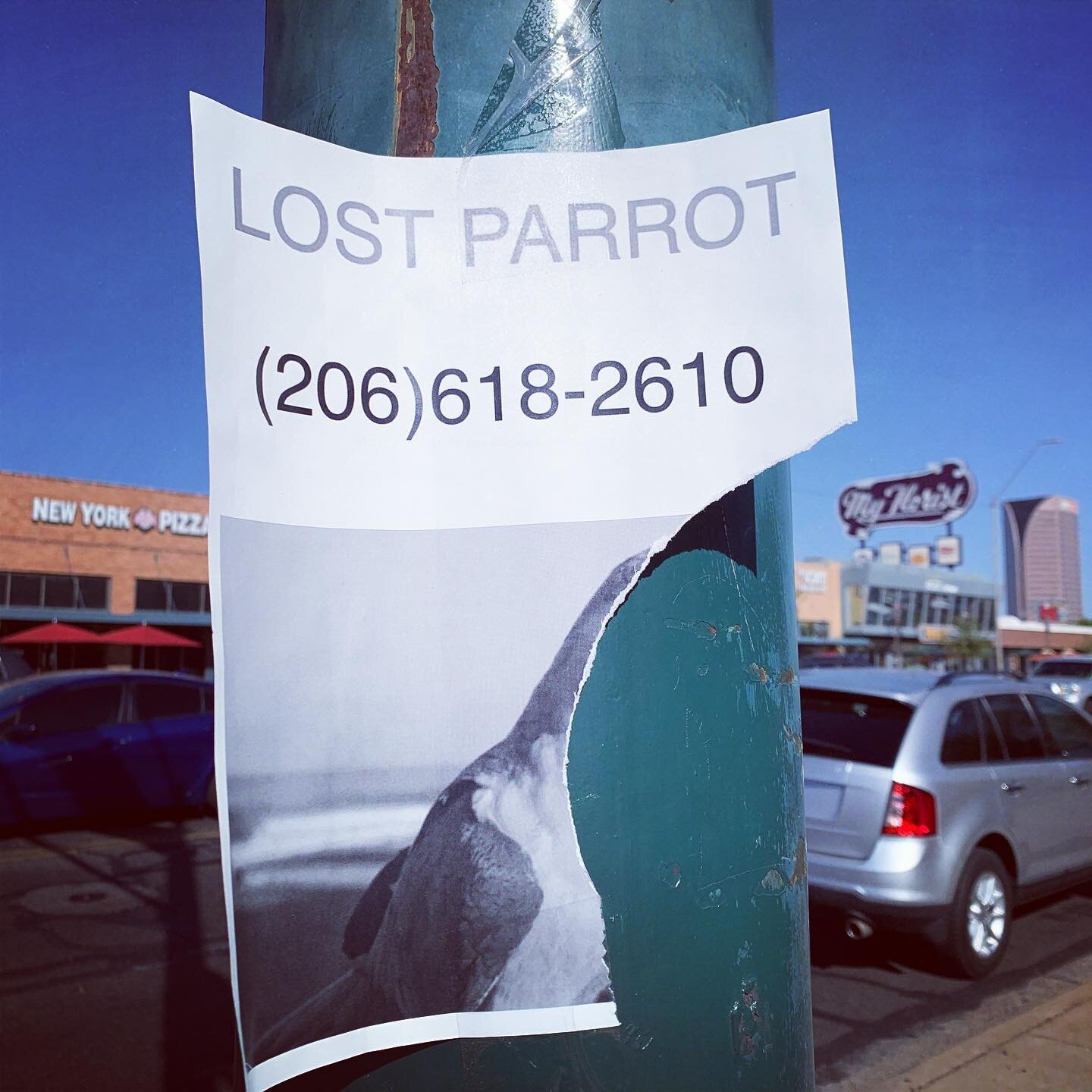 This bird GONE.
~~~~~~~~~~~~~~~~~~~~~~~~~~~~
#phoenix #lostparrot #lostpets #witnessprotection