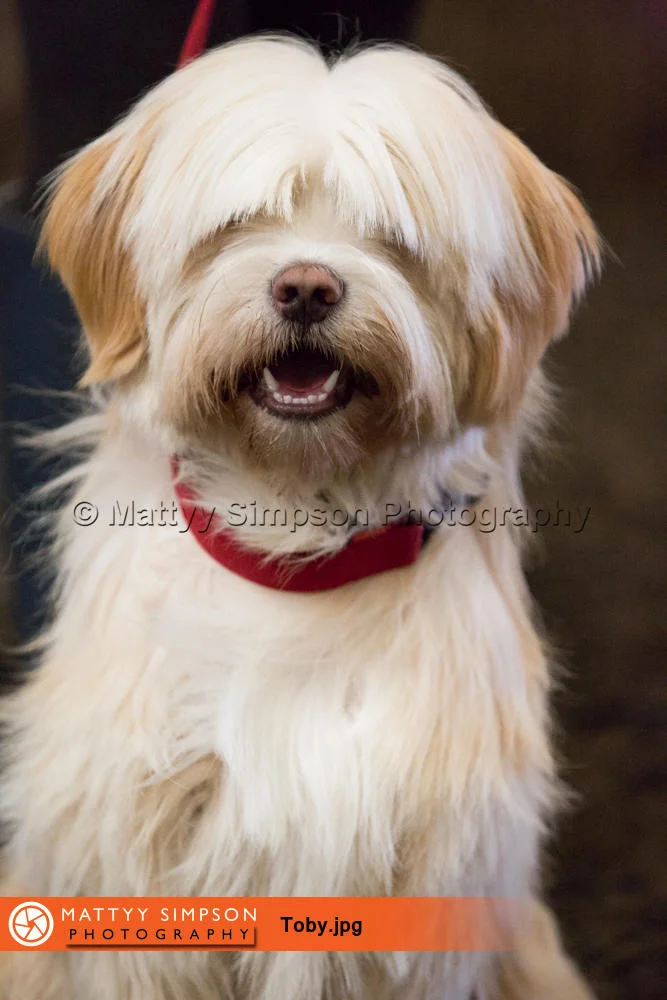 Toby - 1 year old Tibetan Terrier