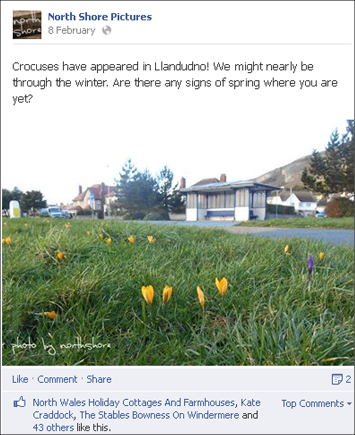Crocuses.png