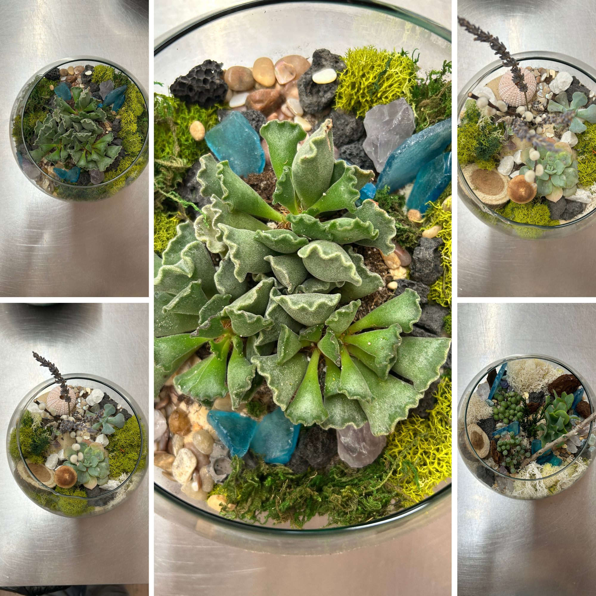 Medium Terrarium