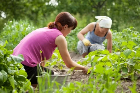 Urban Gardening