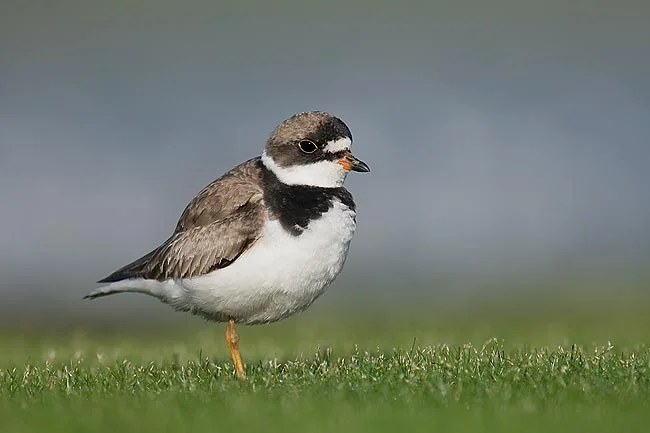 Birding
