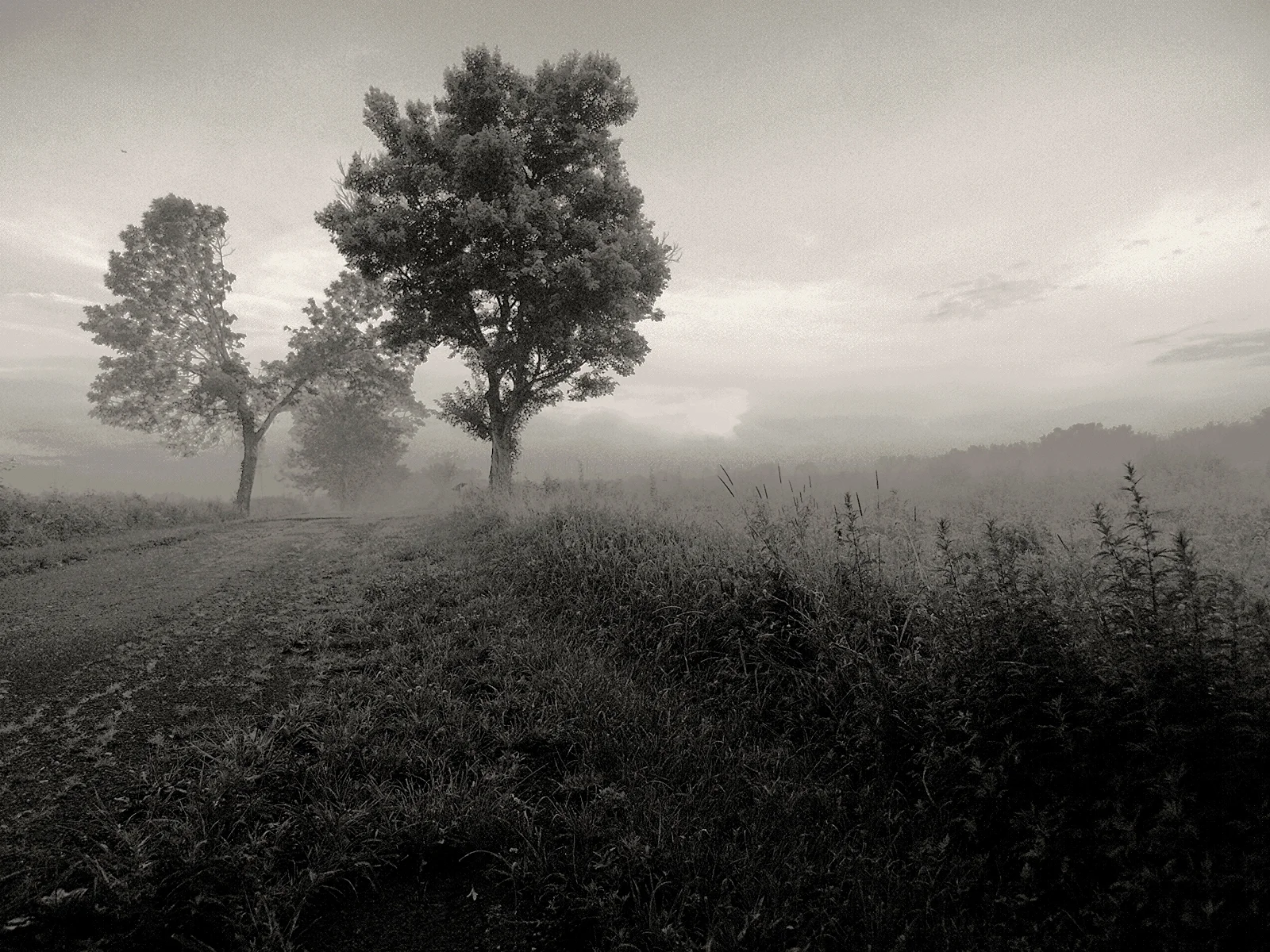 Foggy Staten Island trails via Flickr .