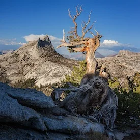 L Harley Cathedral Peak 2012b.jpg