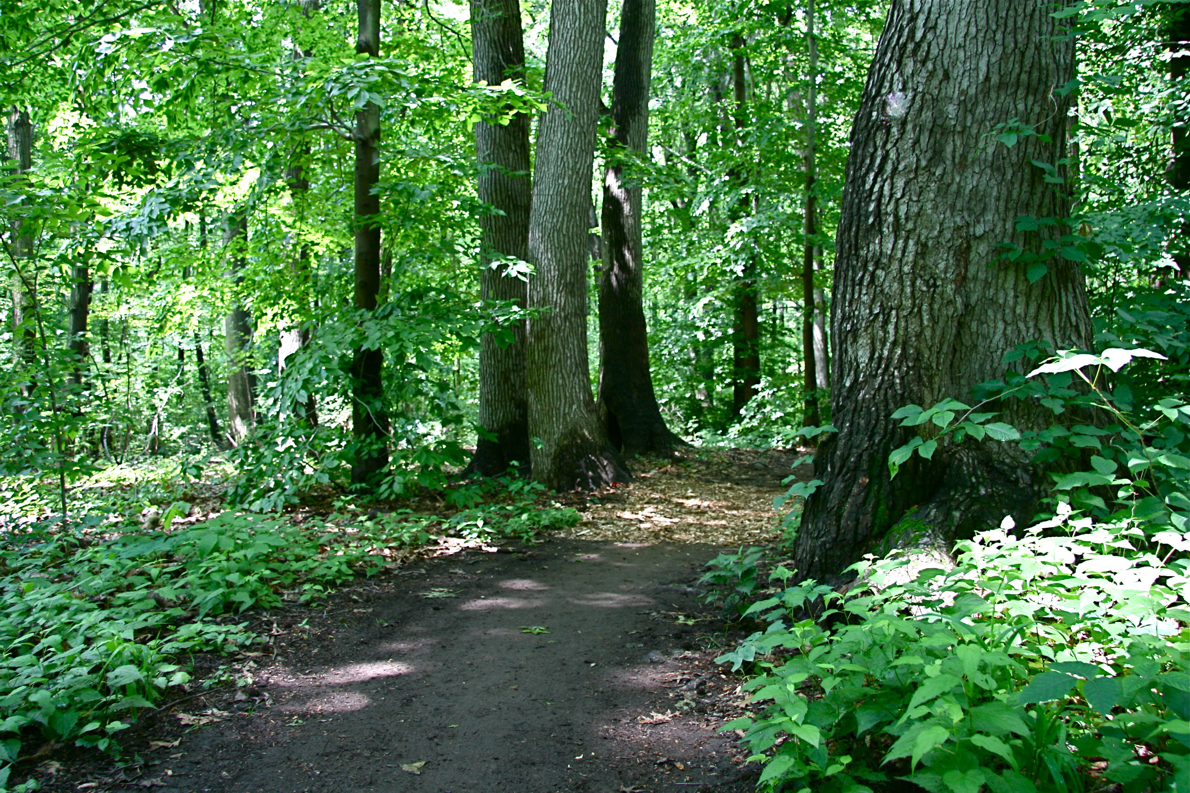 Twilight Trail Run with the Staten Island Greenbelt