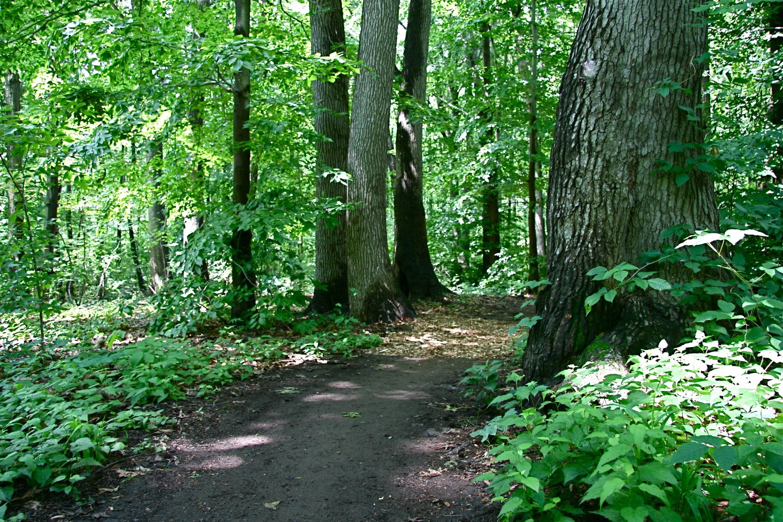 Staten Island Greenbelt.jpg