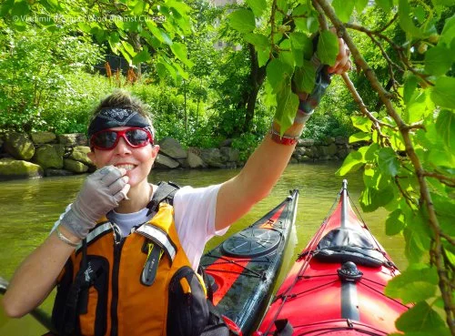 7. Harlem River: White mulberries!