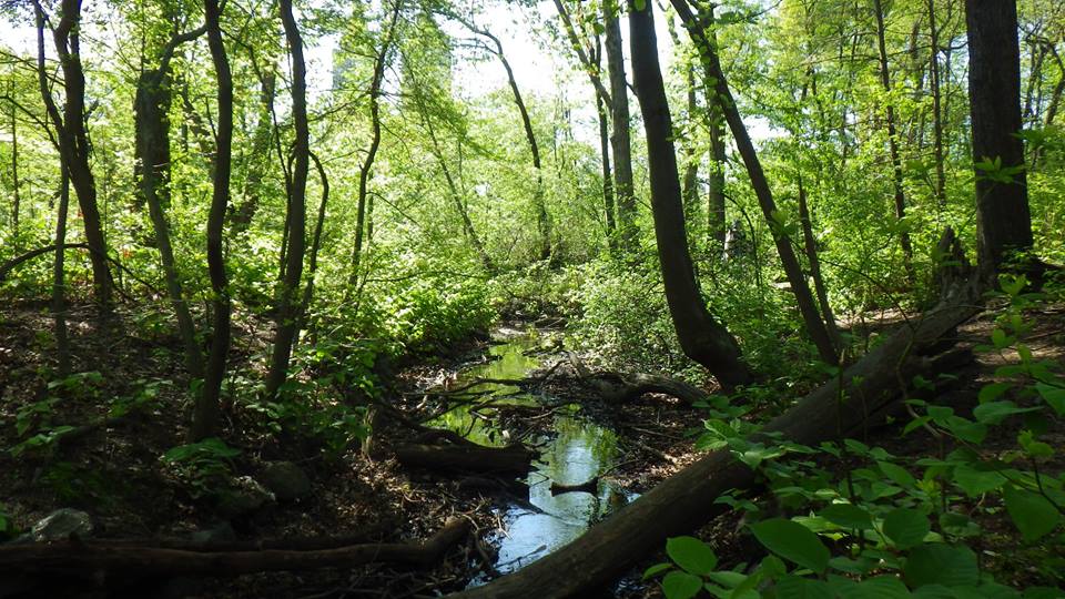 Green Gym Day: Hike 5 Parks in 5 Miles