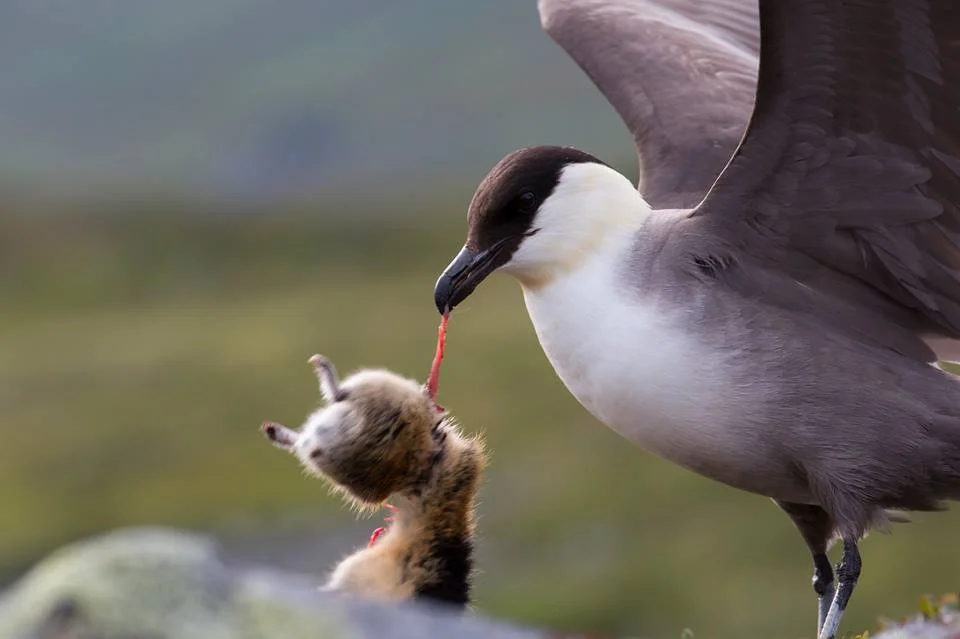  Photo Credit: Johannes Rydström