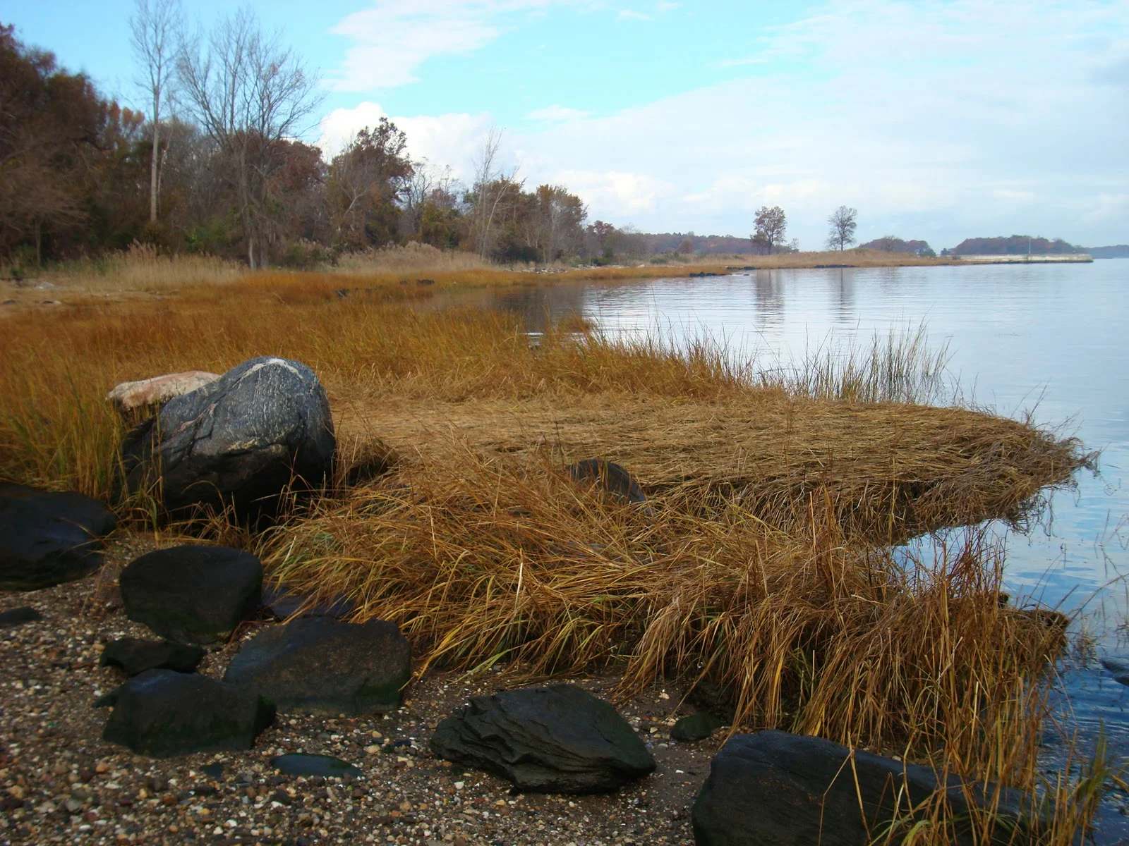 Signs of Wildlife in New York City