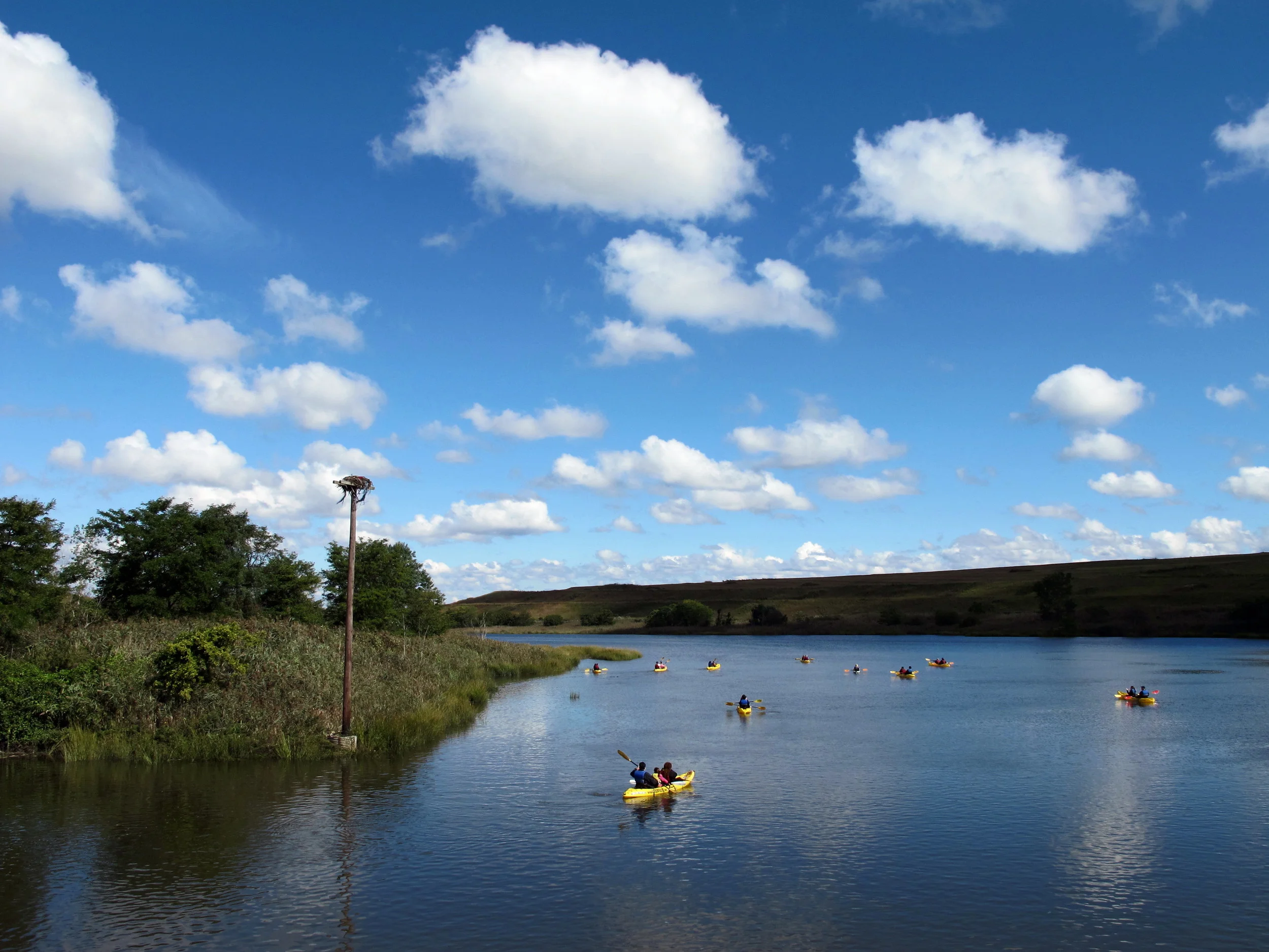 Kayakers enjoying Freshkills Park's Main Creek (and check out that osprey nest!) Photo by Kristine Paulus