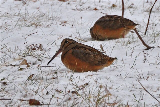 photo by Tom Tetzner/USFWS 