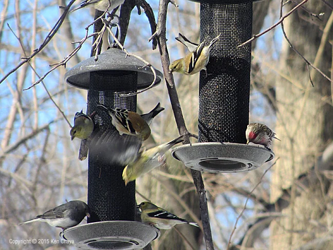 Central Park Stopovers
