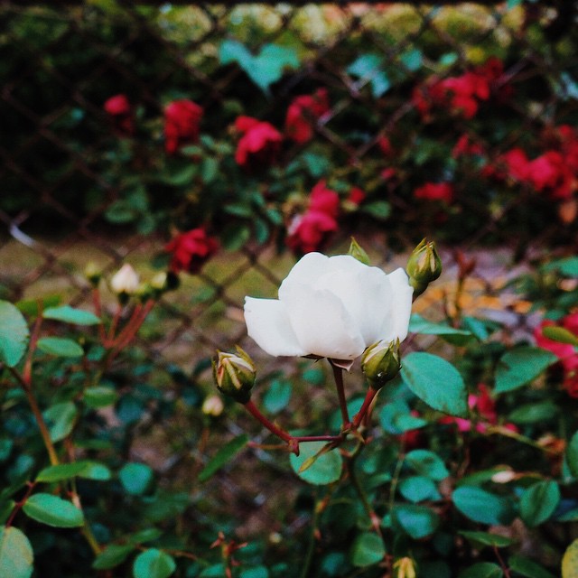 Doesn_t_feel_like_a_Friday._Tomorrow_will_be_a_Friday.__tearoses__flowers__danceback__OFNYC15__TripPixApp_by_vpventures.jpg