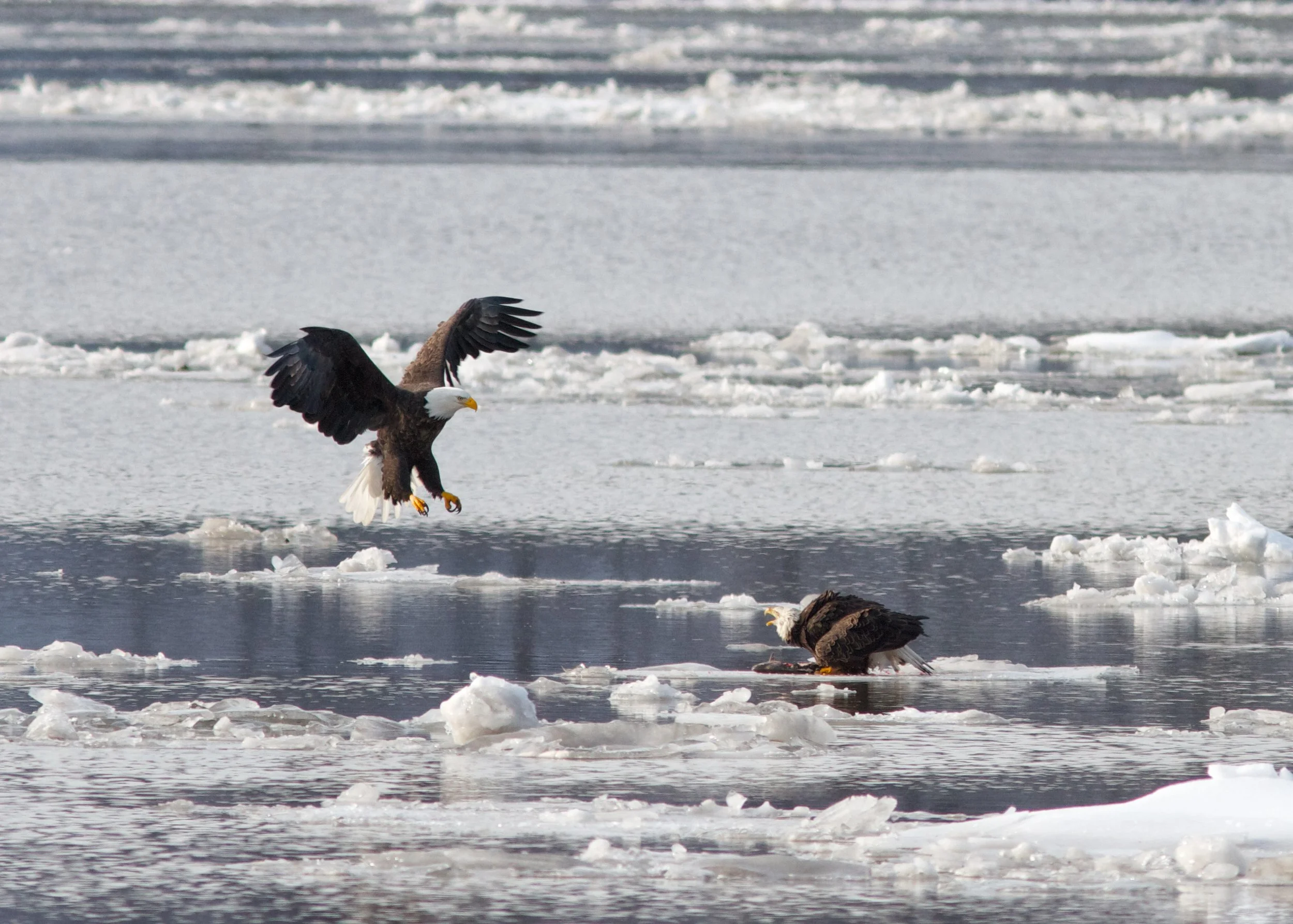 Outdoor Culture in NYC // 5 Things to do this week