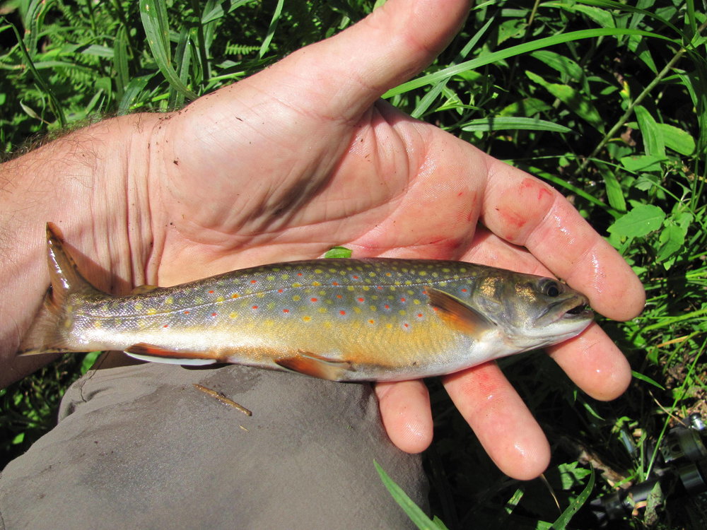 Fly Fishing in the Catskills