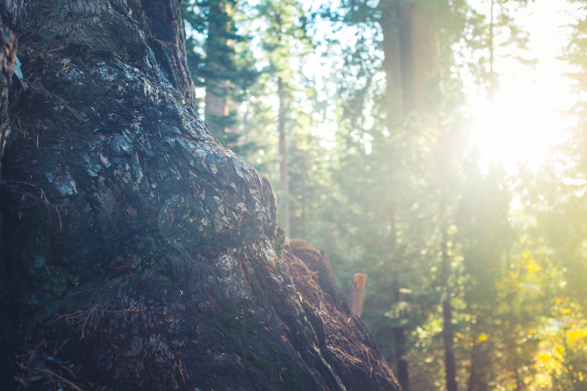 Ecology and Meditation