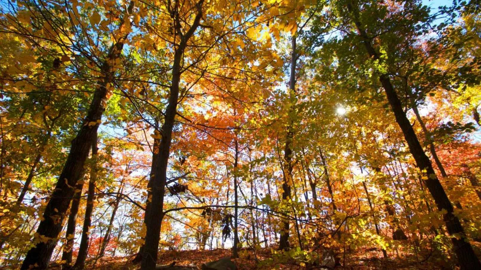 Fall Foliage and Where To Find it Near NYC