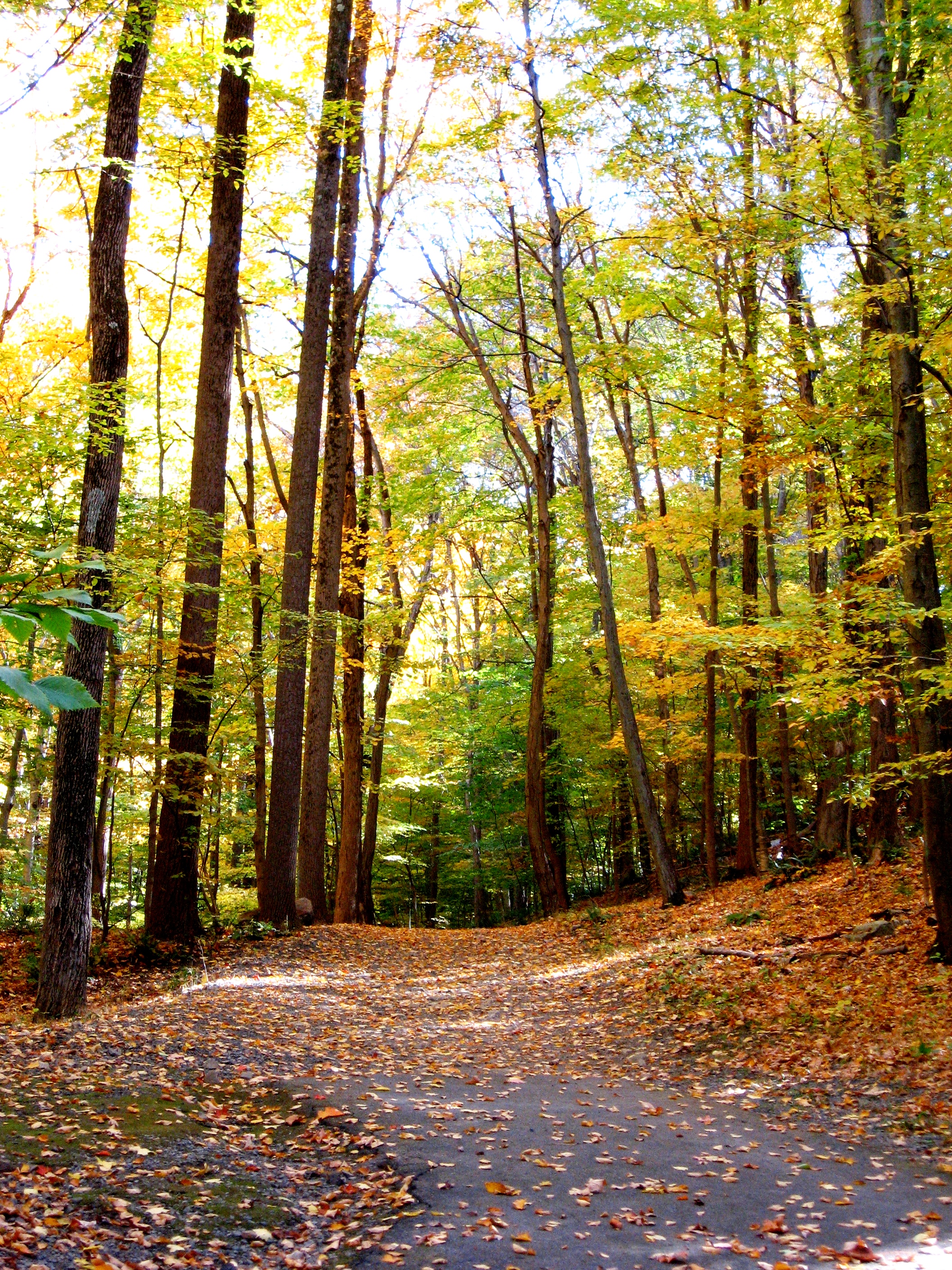 NJ Winter Trail Run Series - Launch