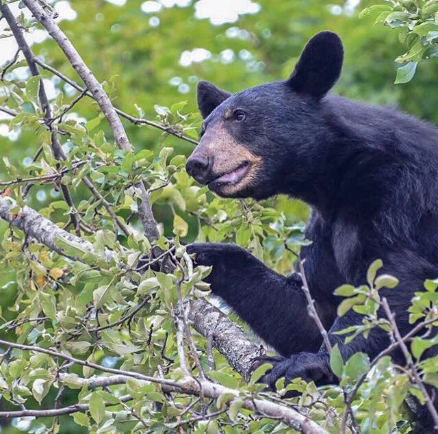 A black bear finding food in an apple tree. Photo taken by Matthew Haney on a guided hike with Catskill Mountain Wild.