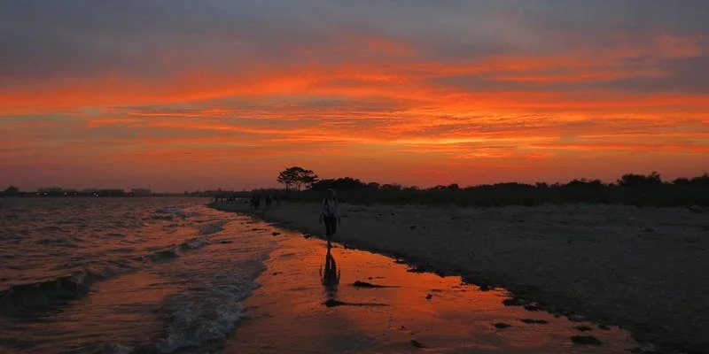 Horseshoe Crab Walk on Plumb Beach with NYC WILD!