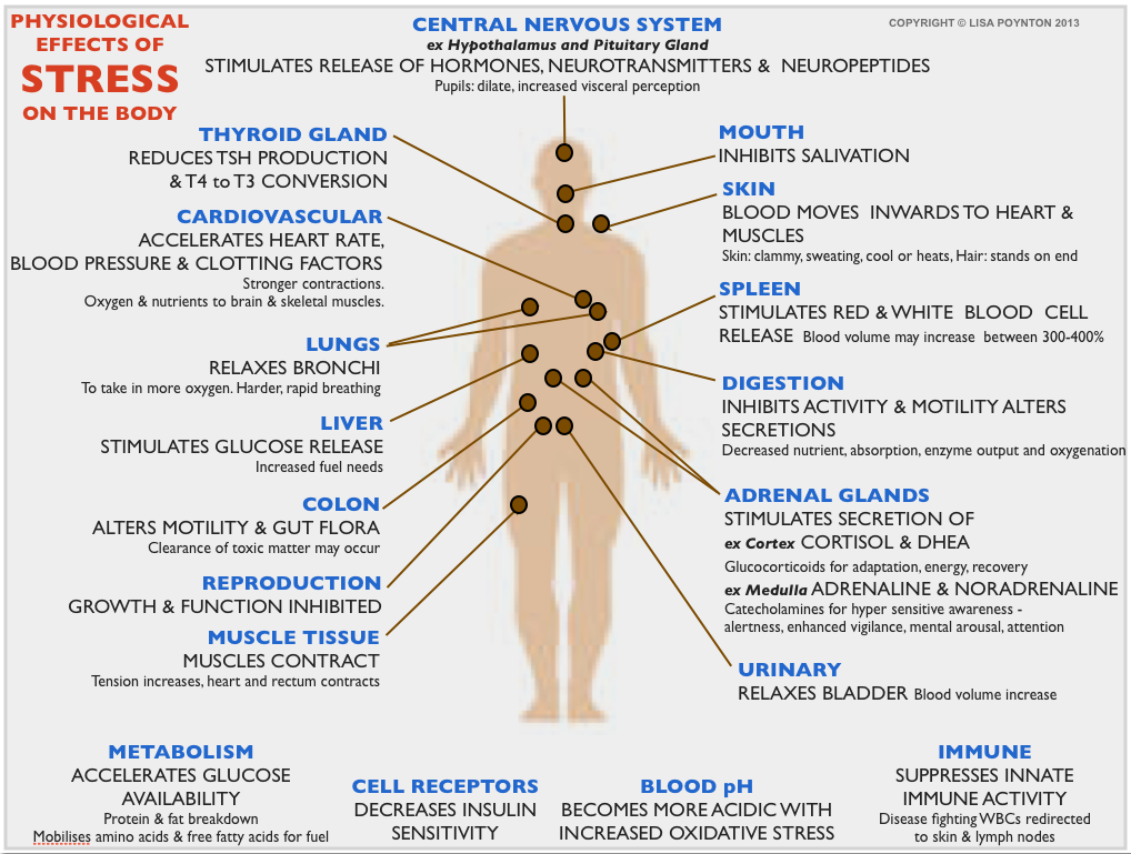 PHYSIOLOGICAL EFFECTS OF STRESS ON THE BODY