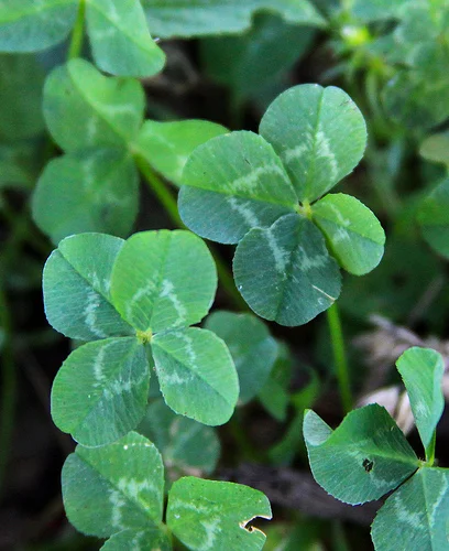 Four Leaf Clover.jpg